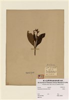 藏品(杜鵑花)的圖片
